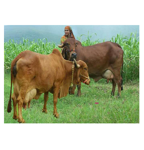 Facts About Gir or Gyr Cow