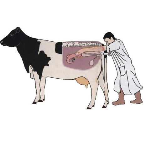 Importance Of Artificial Insemination In Dairy Animals